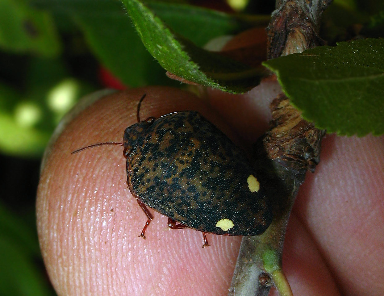 Scutelleridae: Solenosthedium bilunatum